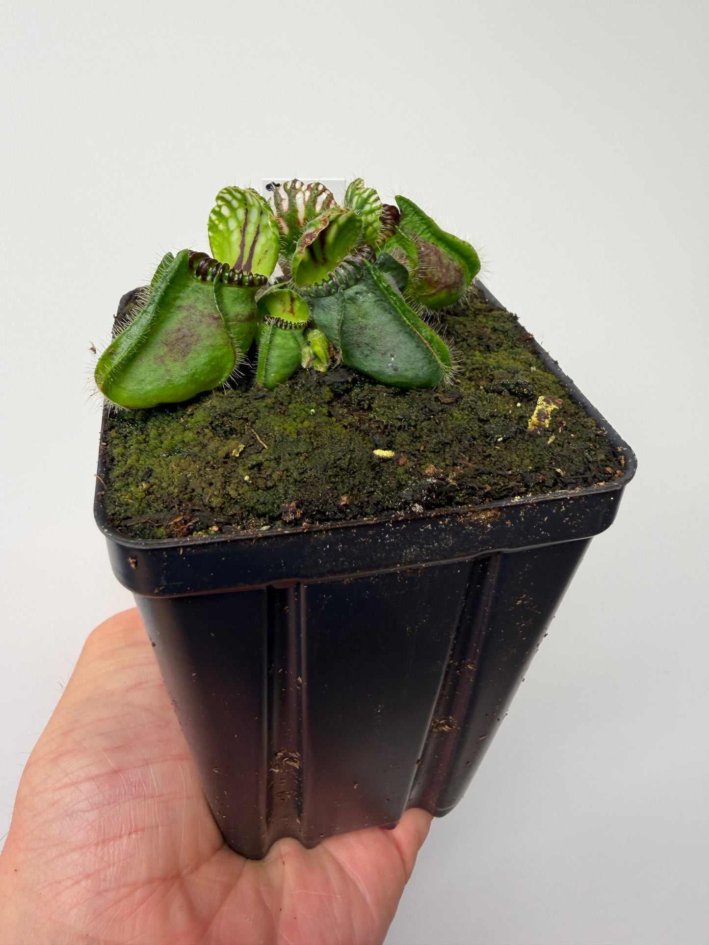 Cephalotus follicularis “Broke Inlet” (8)