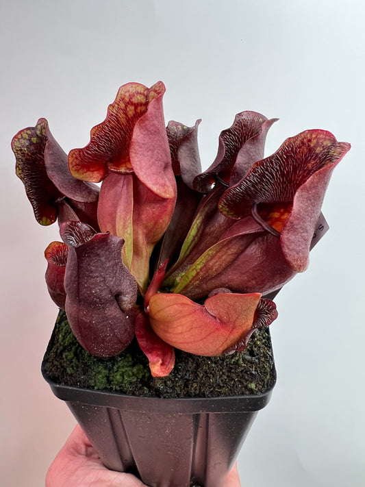 Sarracenia purpurea ssp. venosa (Brunswick Co, NC x Carteret Co, NC)  - Seed Grown #3