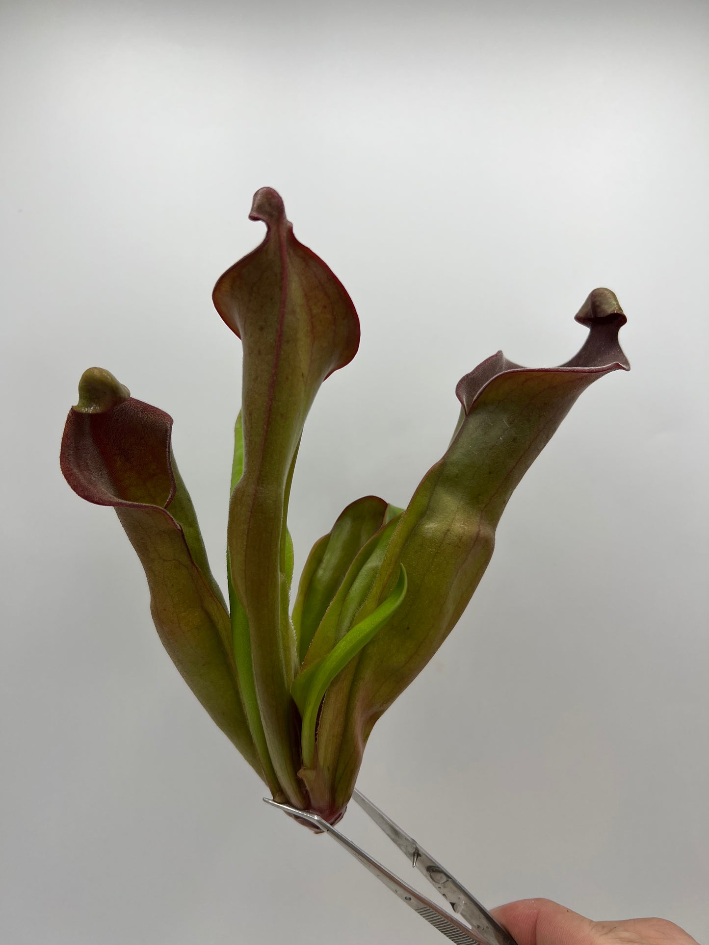 Heliamphora ‘Nutans Giant’ x (tatei x folliculata)