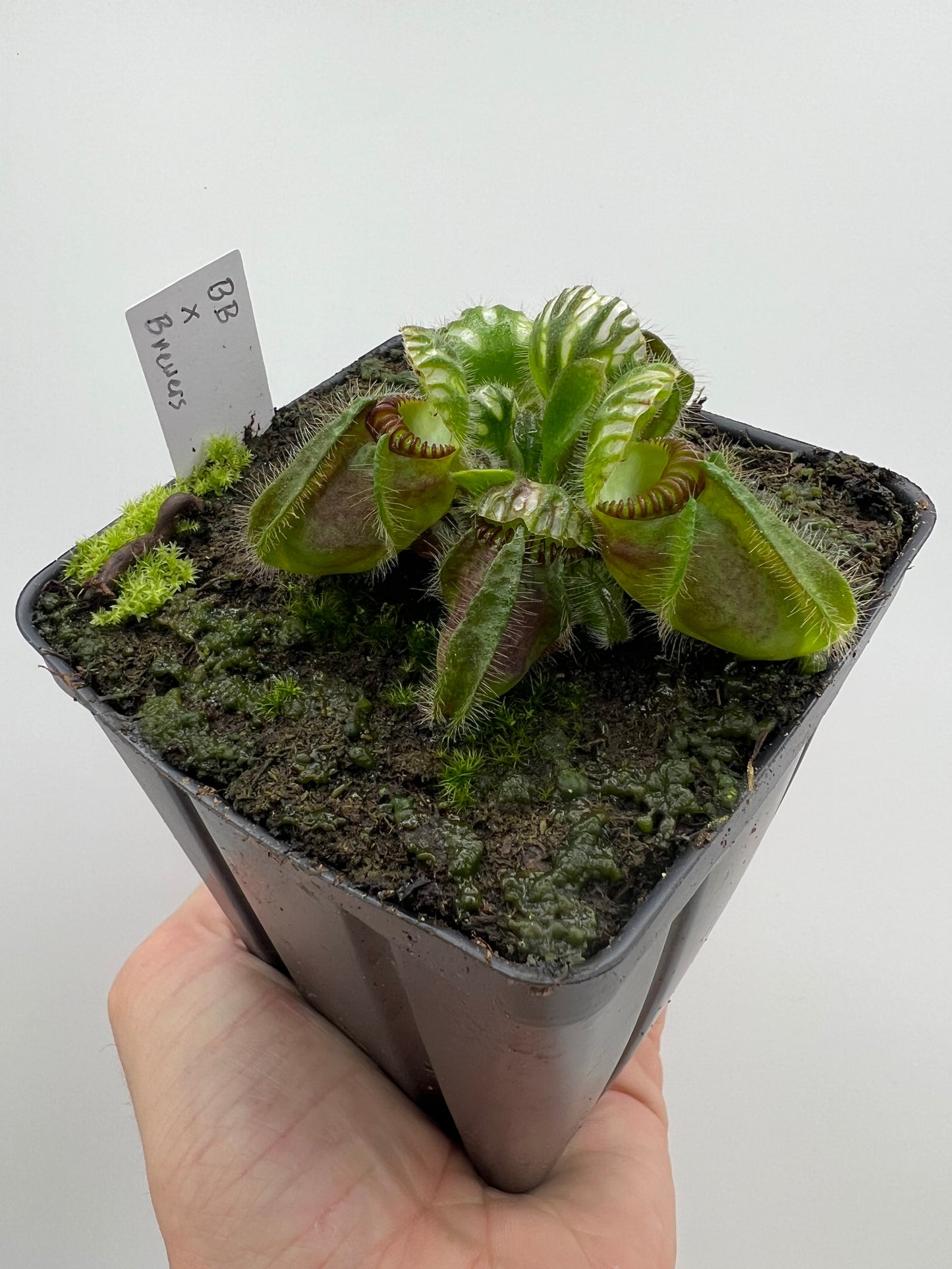 Cephalotus follicularis “Brewers Beauty” x “Brewers”