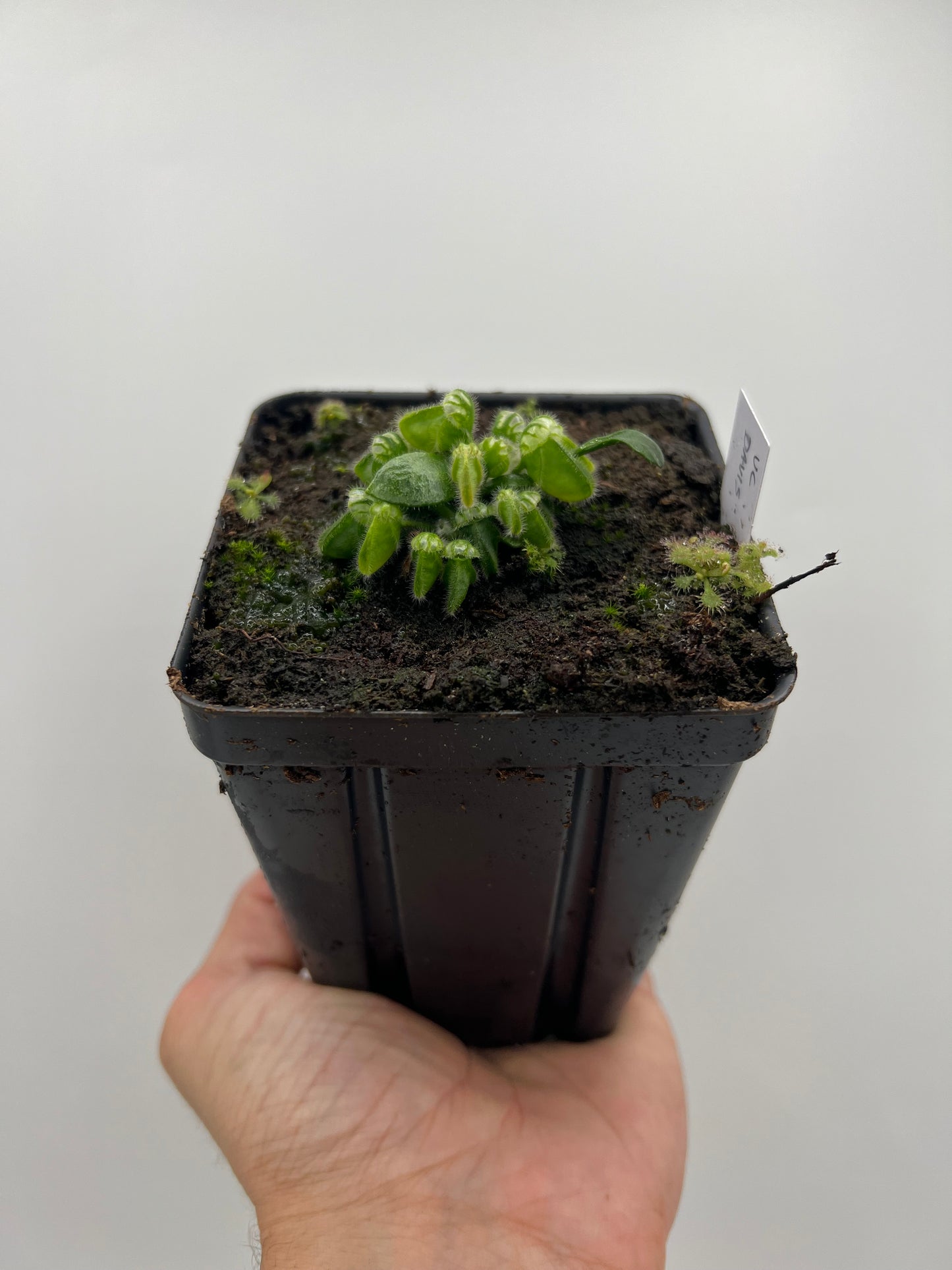 Cephalotus follicularis “UC Davis”