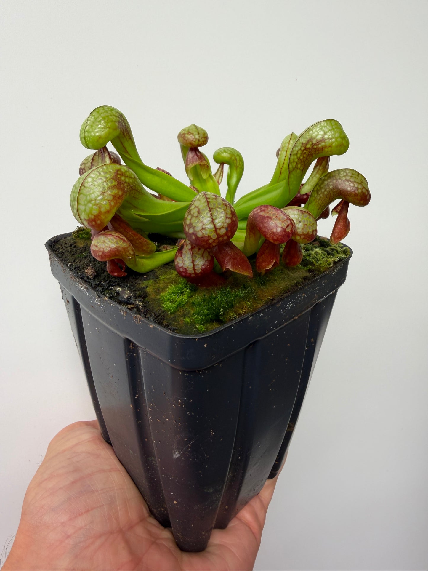 Darlingtonia californica (Cobra Pitcher Plant) - Seed Grown #214