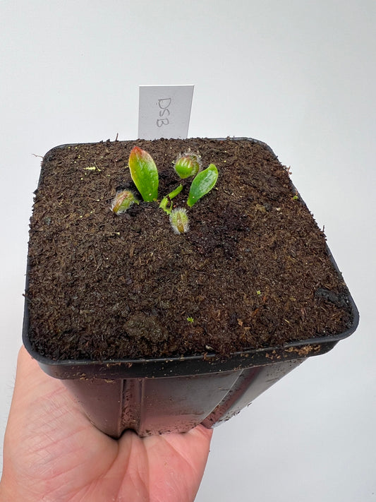 Cephalotus follicularis “David Švarc Black” - *Rare*