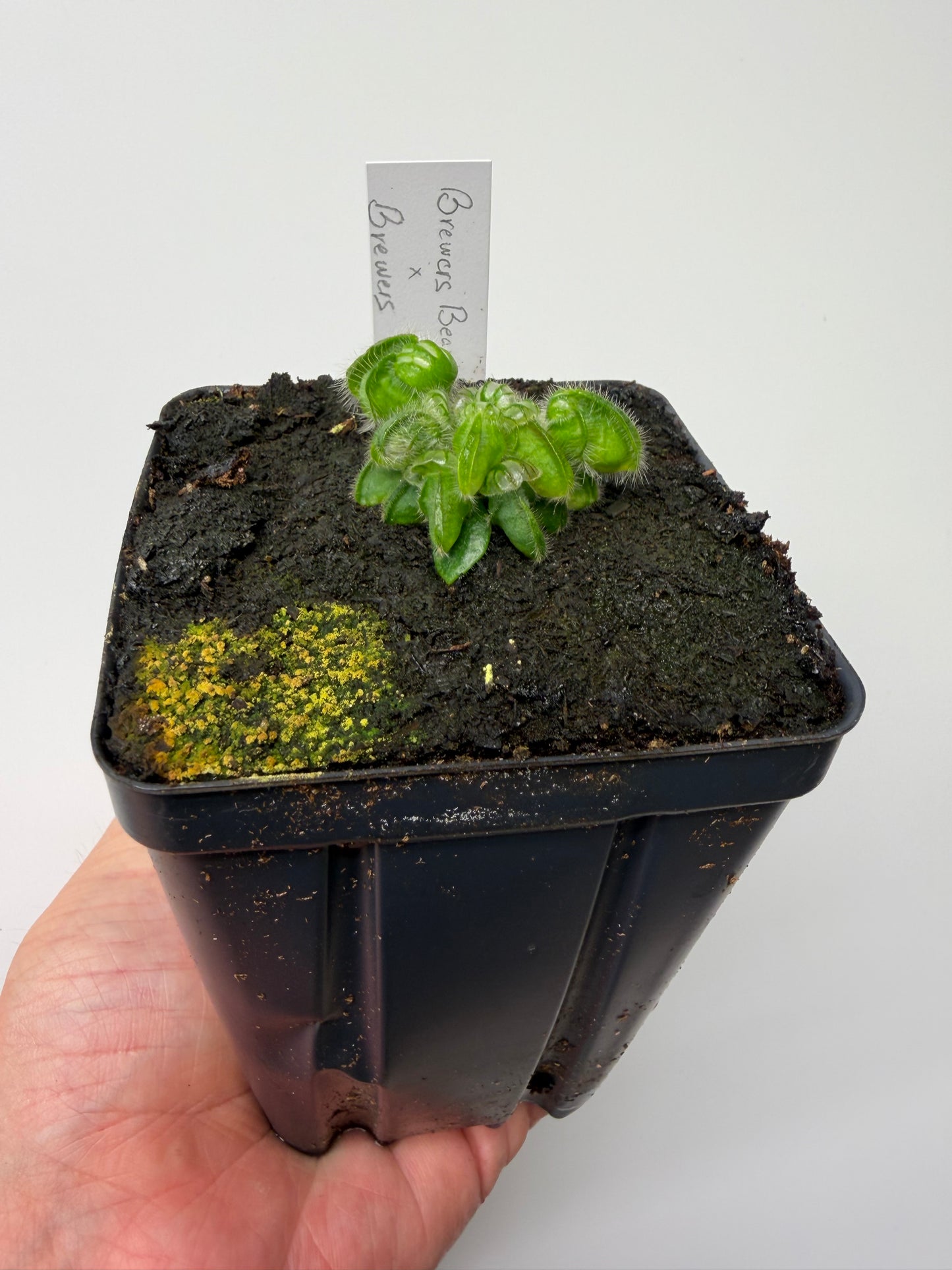 Cephalotus follicularis “Brewers Beauty” x “Brewers”