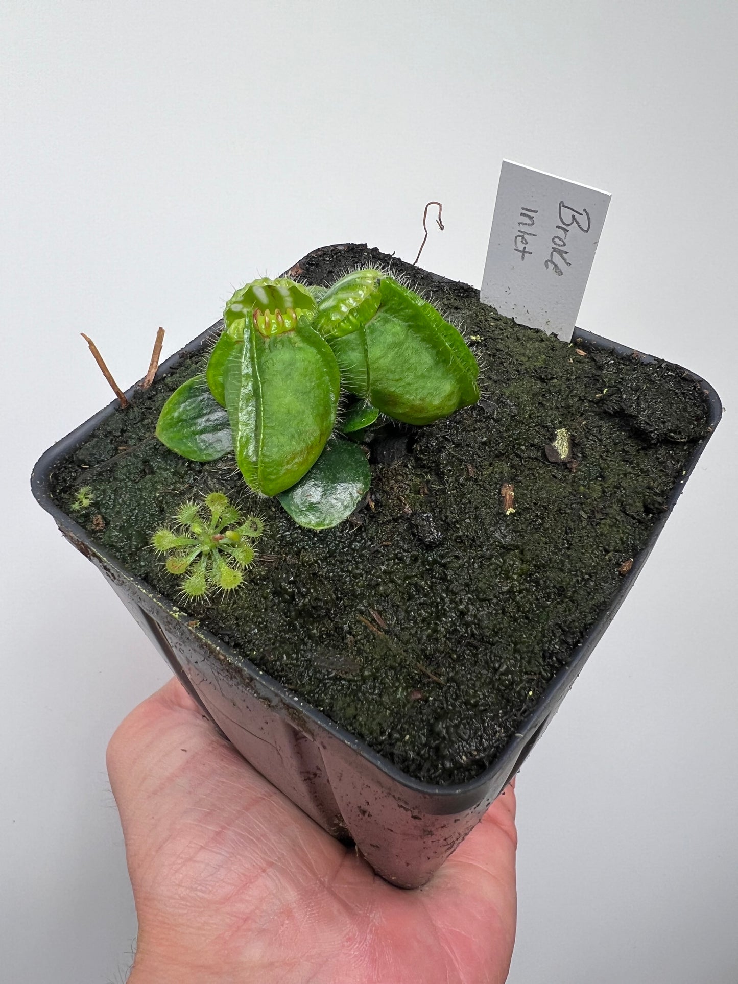 Cephalotus follicularis “Broke Inlet”