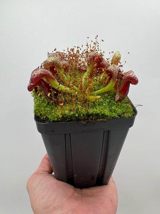 Darlingtonia californica (Cobra Pitcher Plant) - Seed Grown #154