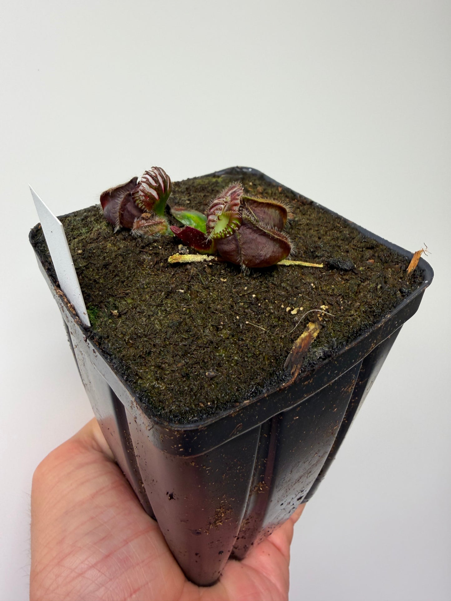Cephalotus follicularis “David Švarc Black” - *Rare* (8)