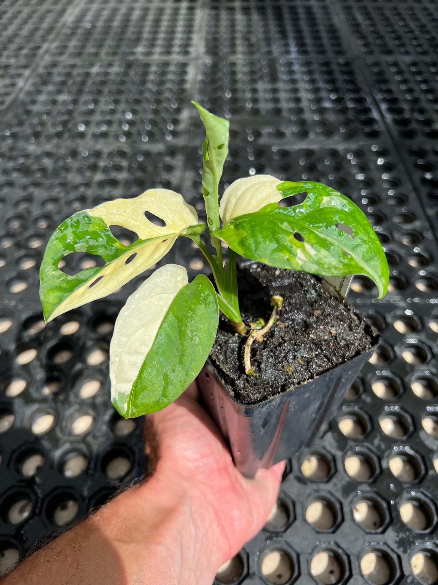 Monstera adansonii “Tricolor” LC