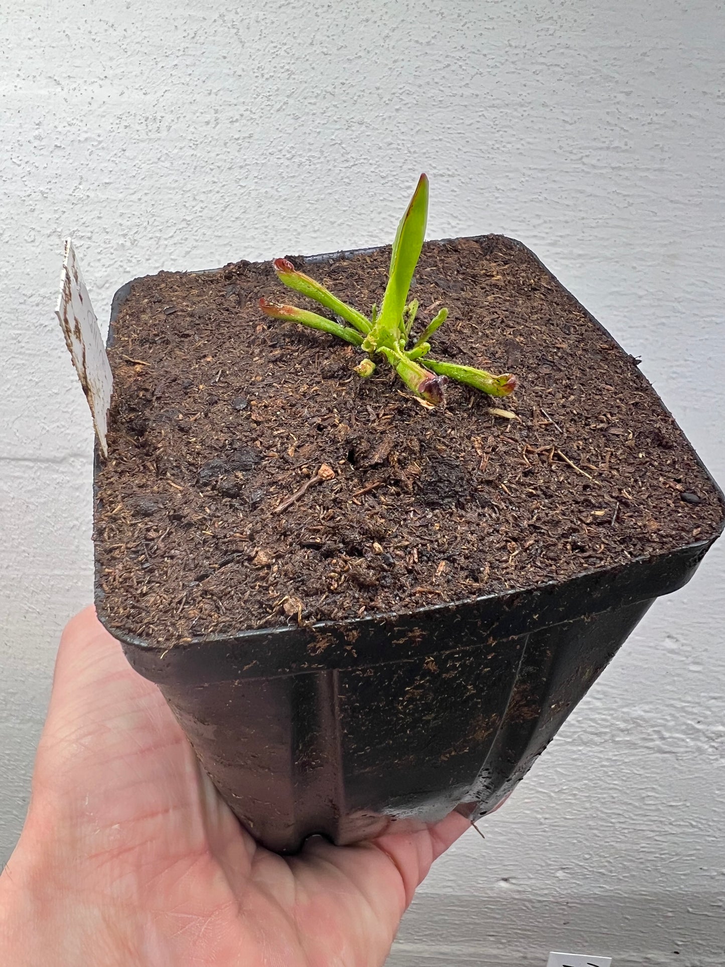 Heliamphora collina