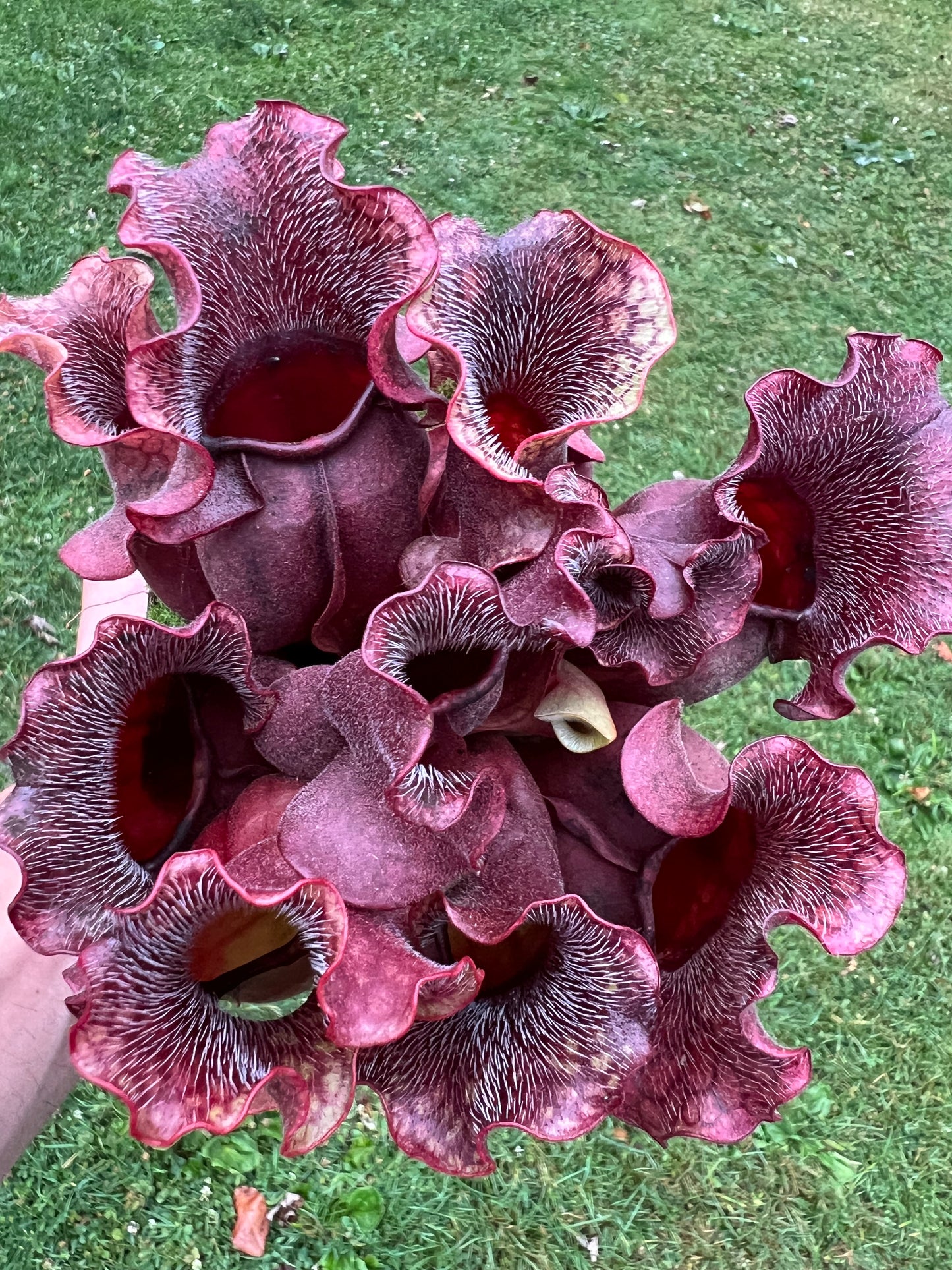 Sarracenia purpurea ssp. venosa (Brunswick Co, NC)