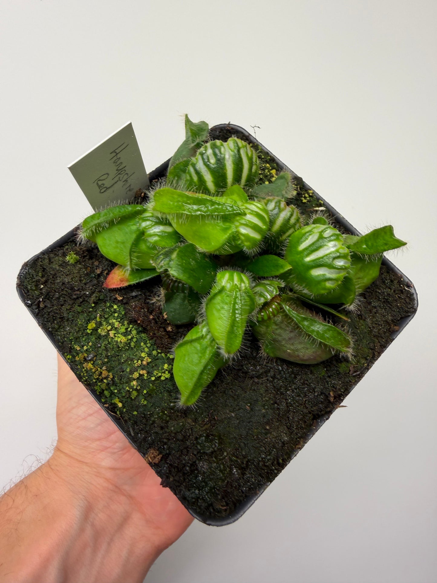 Cephalotus follicularis “Hampshire Red”