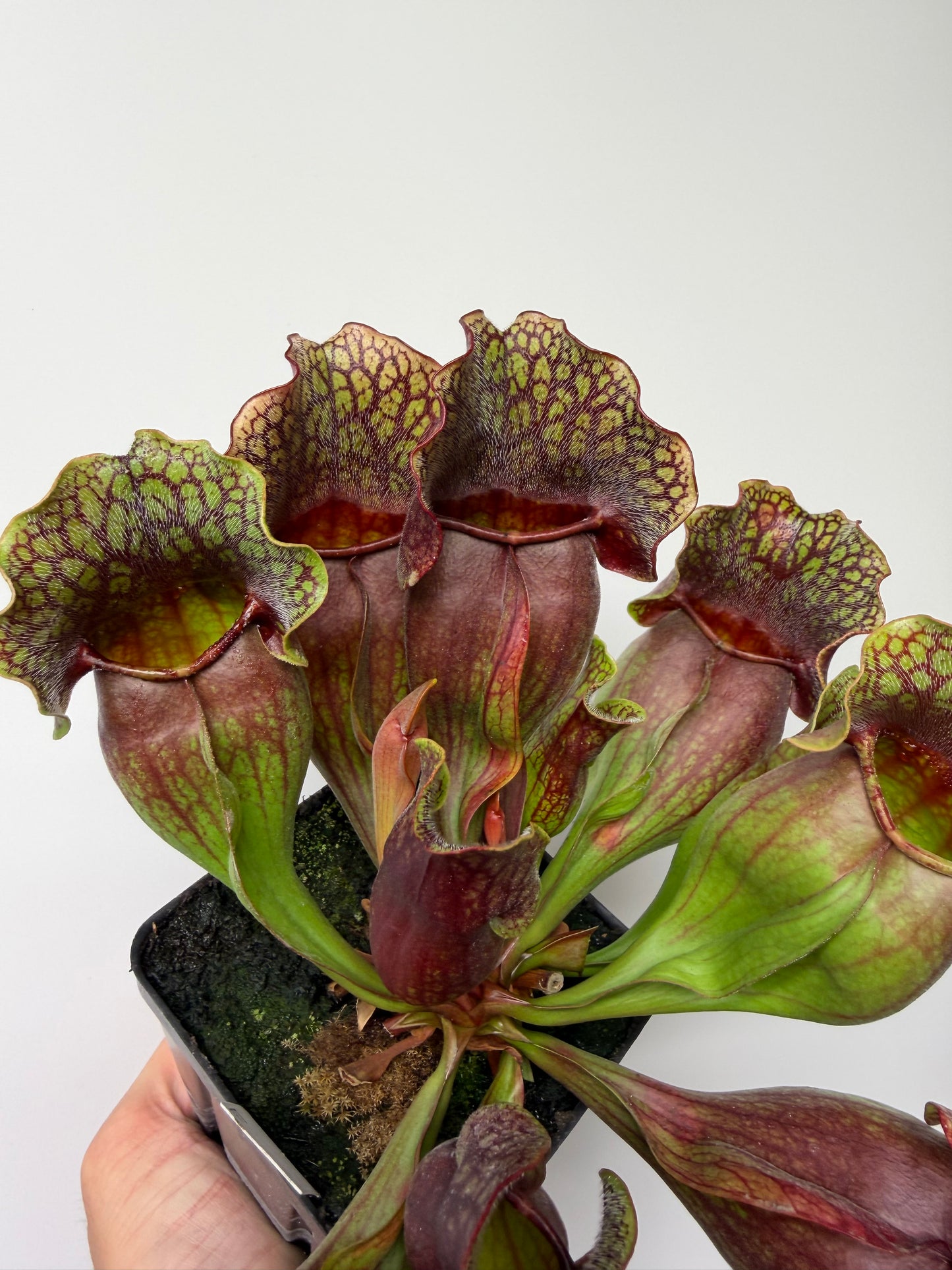 Sarracenia purpurea ssp. purpurea (Centre Co, PA) - XXL Seed Grown #120