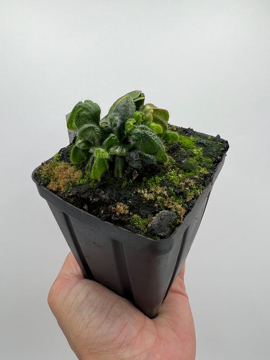 Cephalotus follicularis “UC Davis”