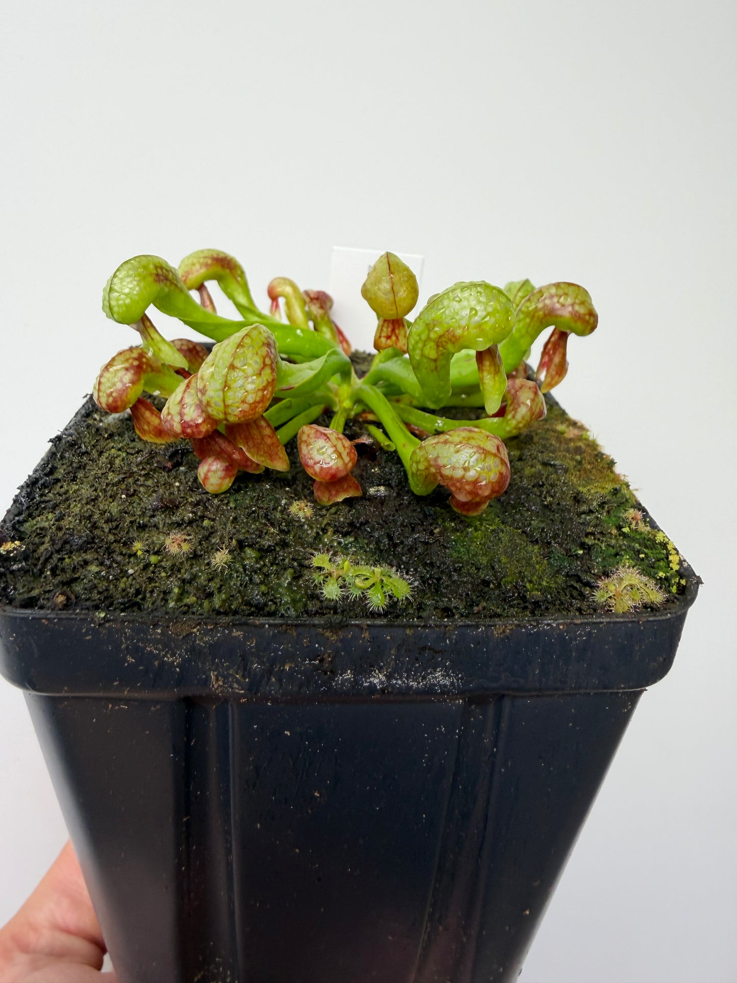 Darlingtonia californica (Cobra Pitcher Plant) - Seed Grown #215