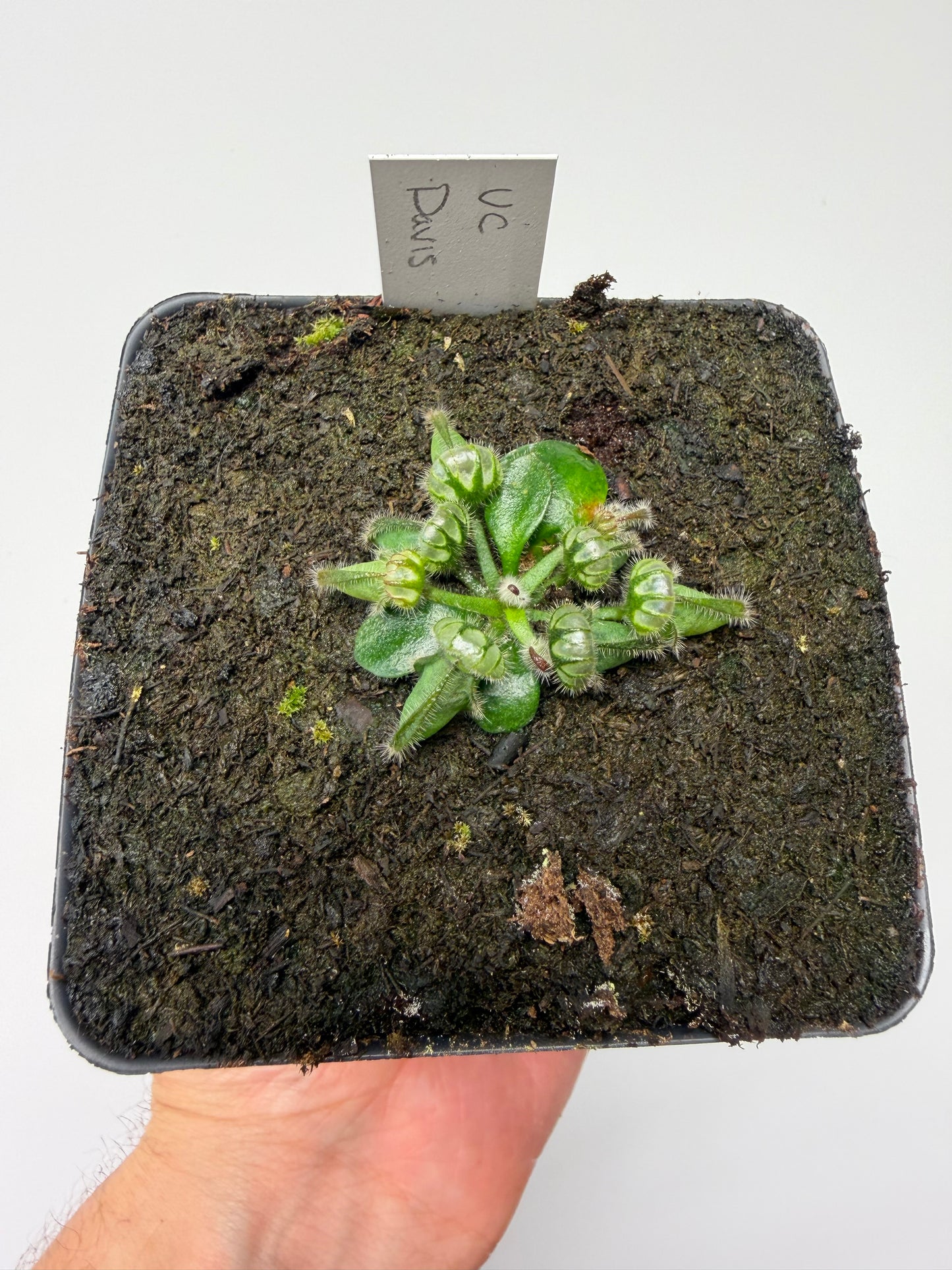 Cephalotus follicularis “UC Davis”