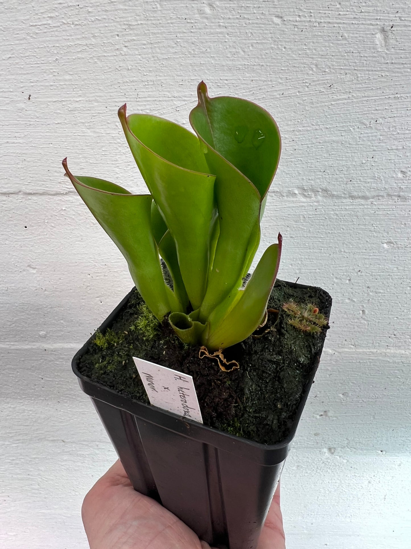 Heliamphora heterodoxa x minor