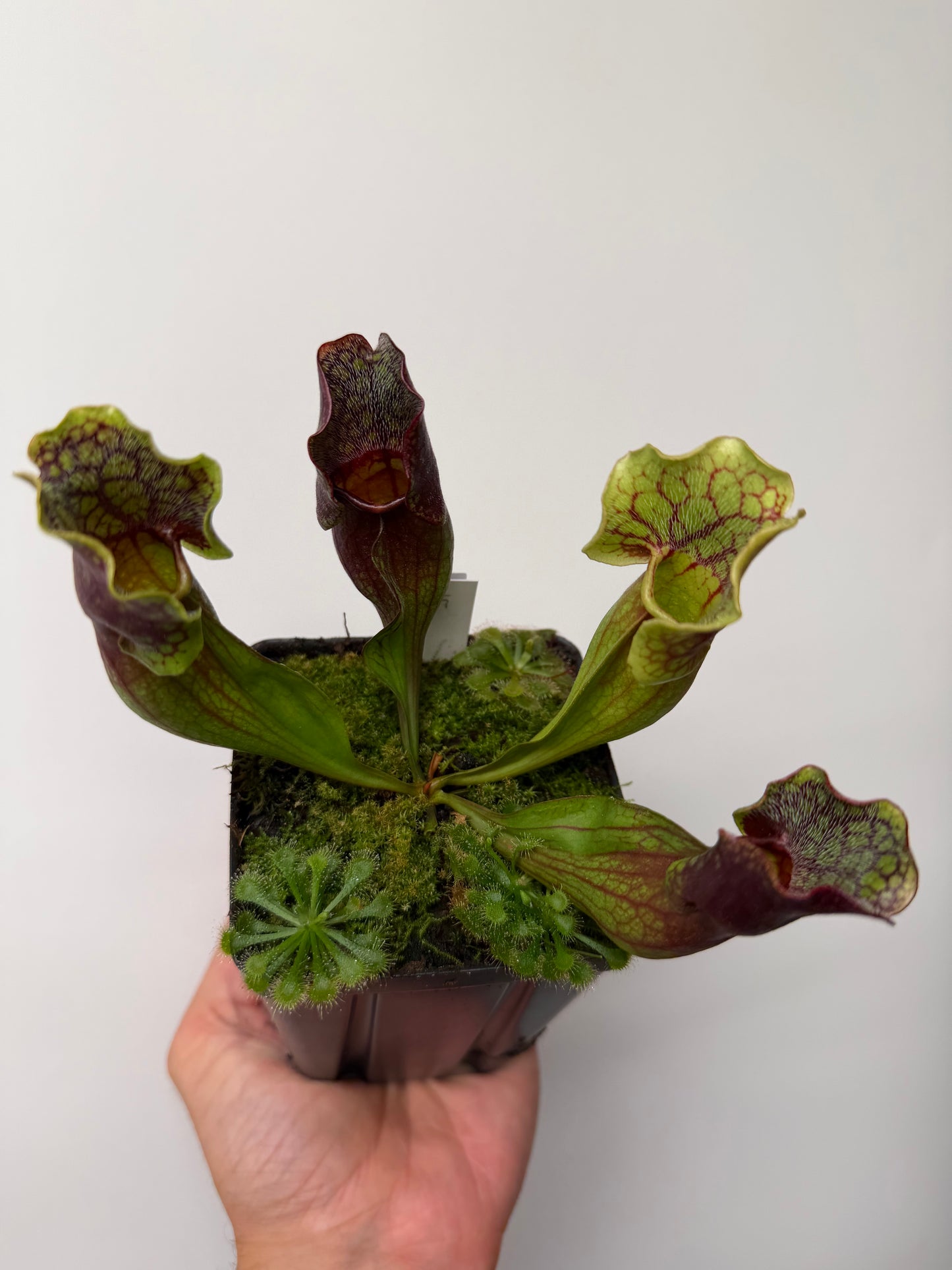 Sarracenia purpurea ssp. purpurea (Pike County, PA) - Seed Grown #15