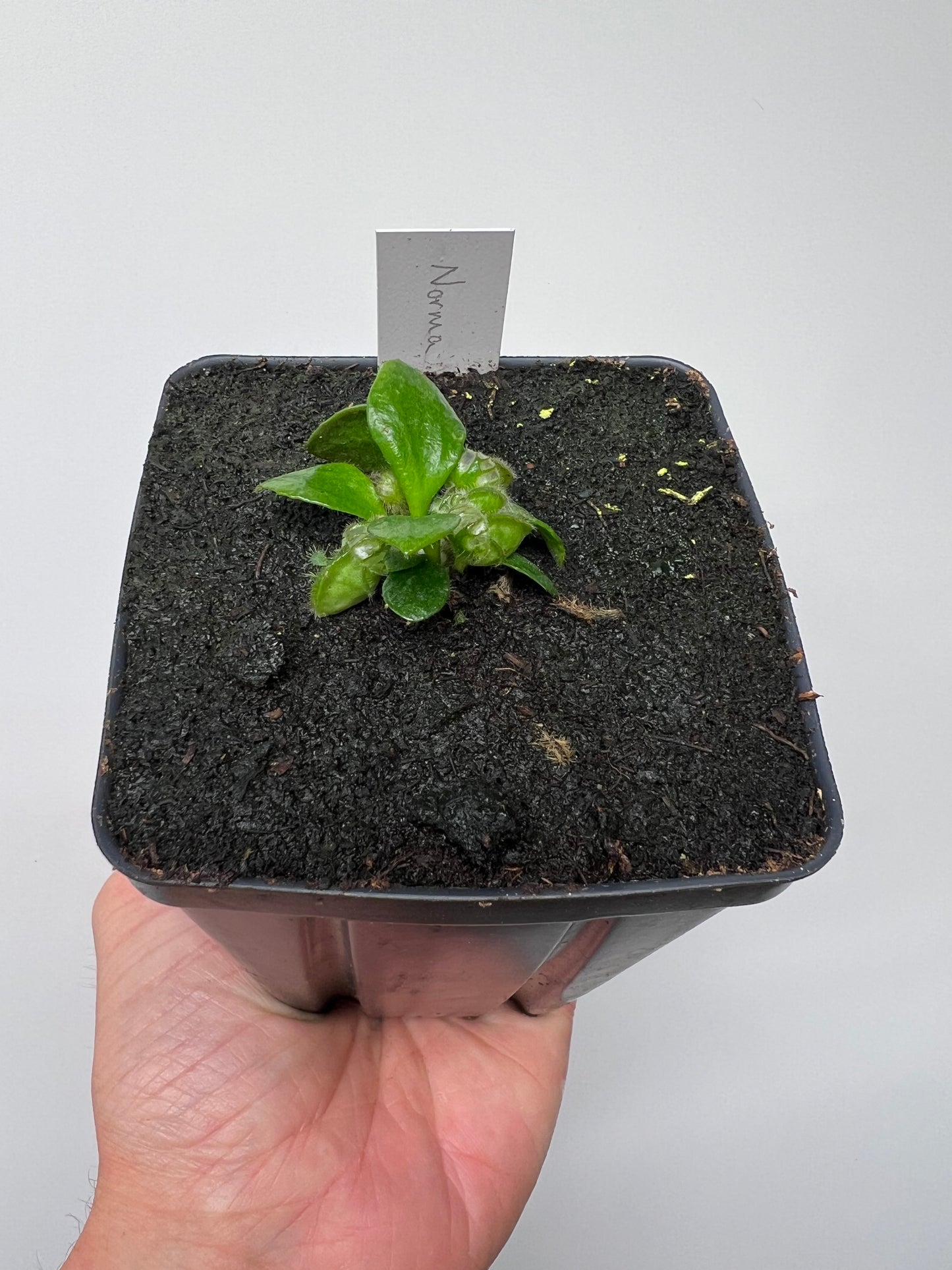 Cephalotus follicularis “Norma”