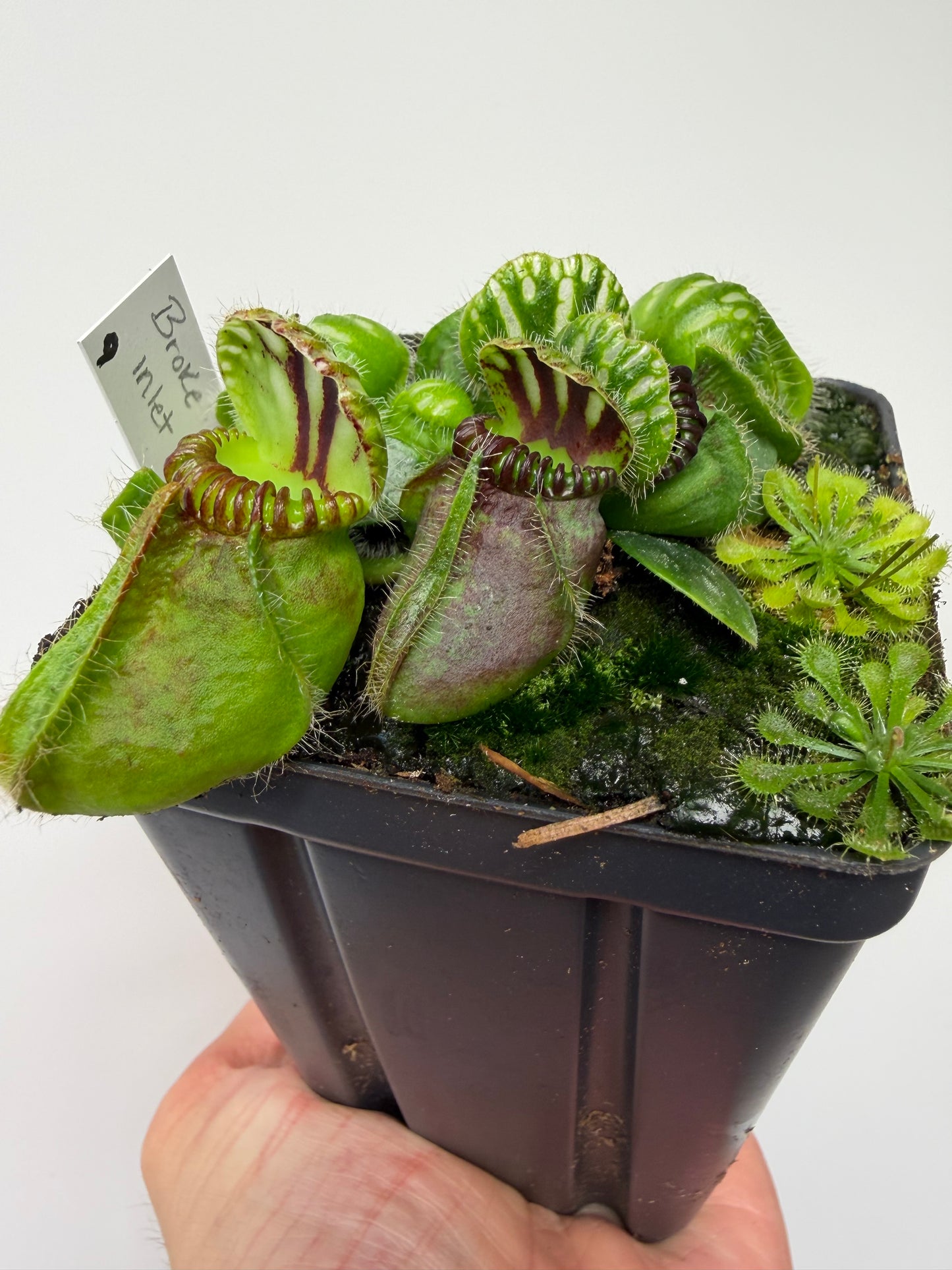 Cephalotus follicularis “Broke Inlet” (9)