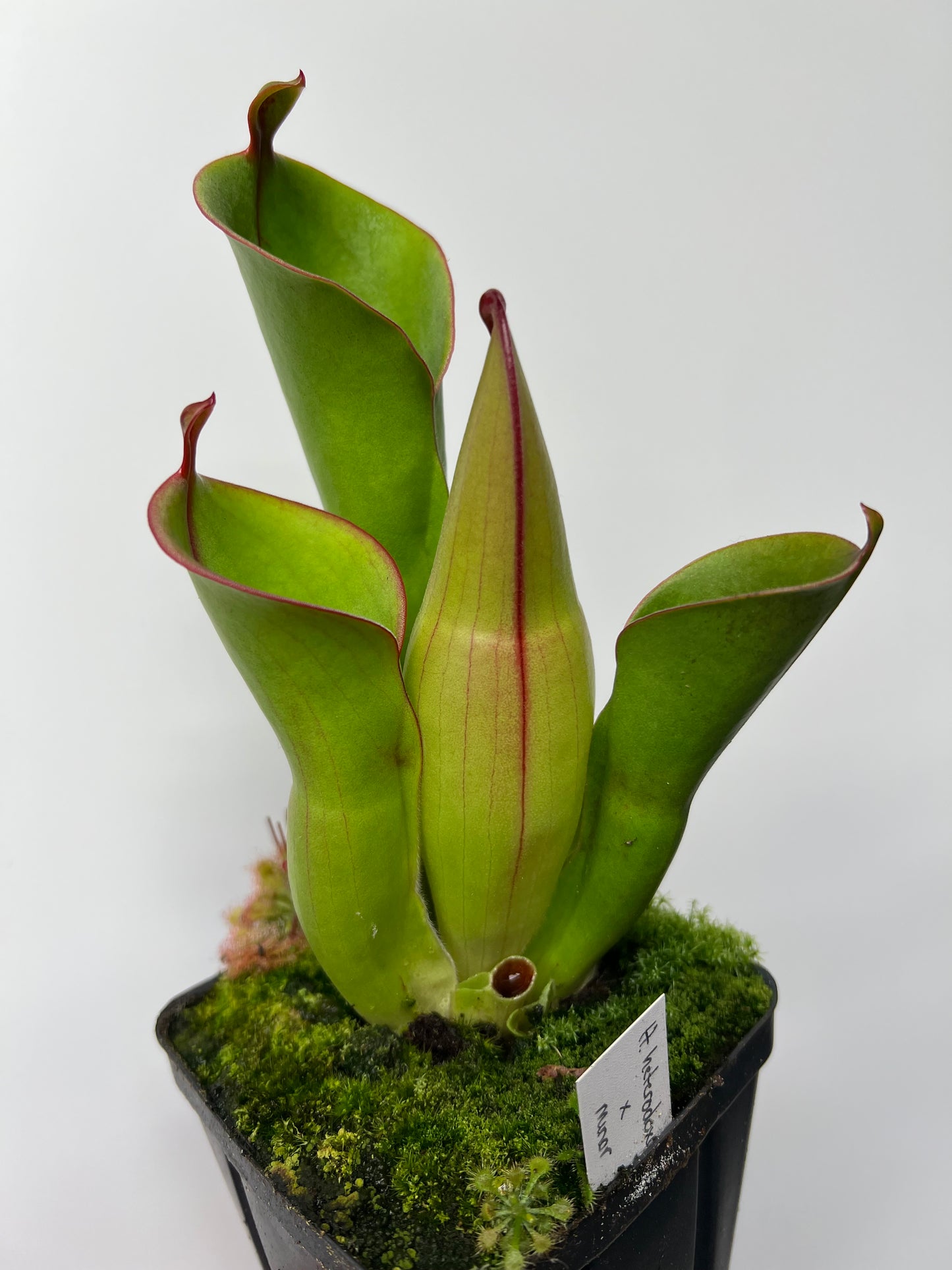 Heliamphora heterodoxa x minor