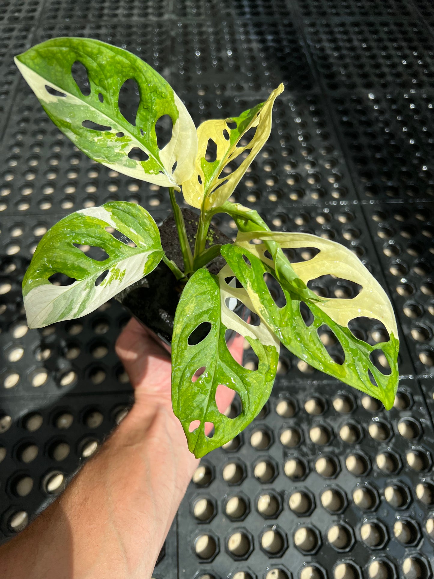 Monstera adansonii “Tricolor” LC