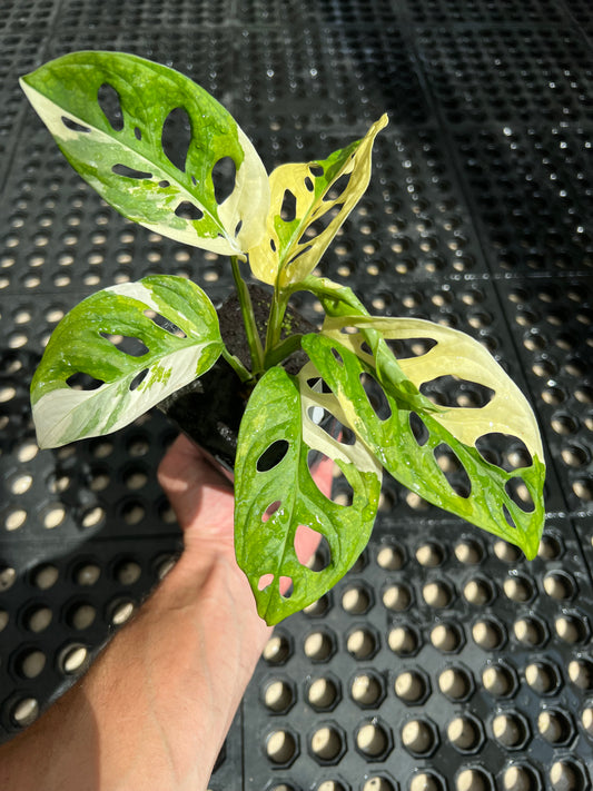 Monstera adansonii “Tricolor” LC