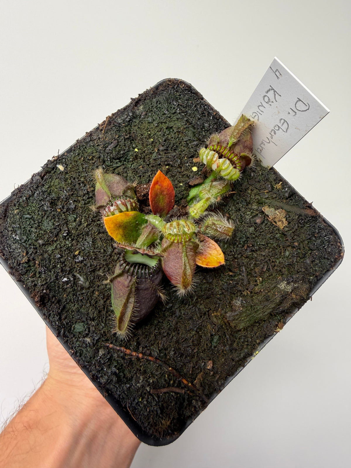 Cephalotus follicularis “Dr. Eberhard König” #4