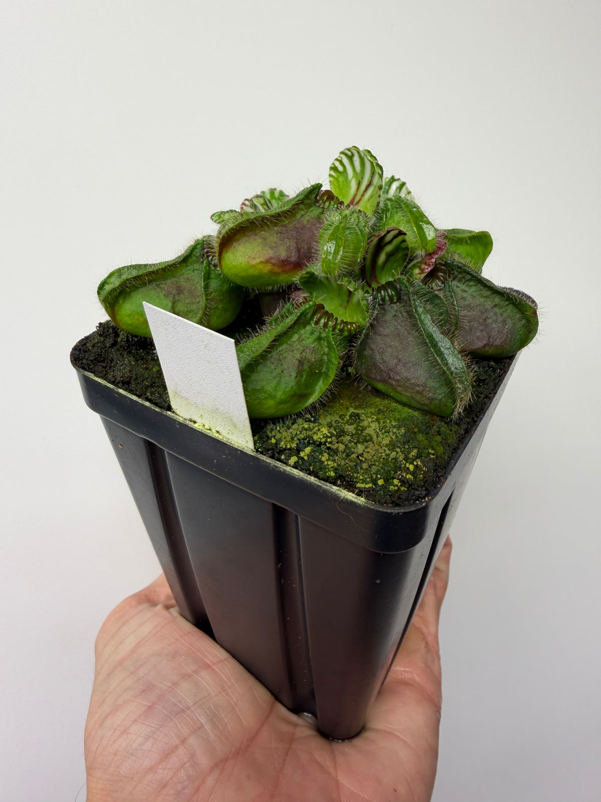 Cephalotus follicularis “Hampshire Red” #2