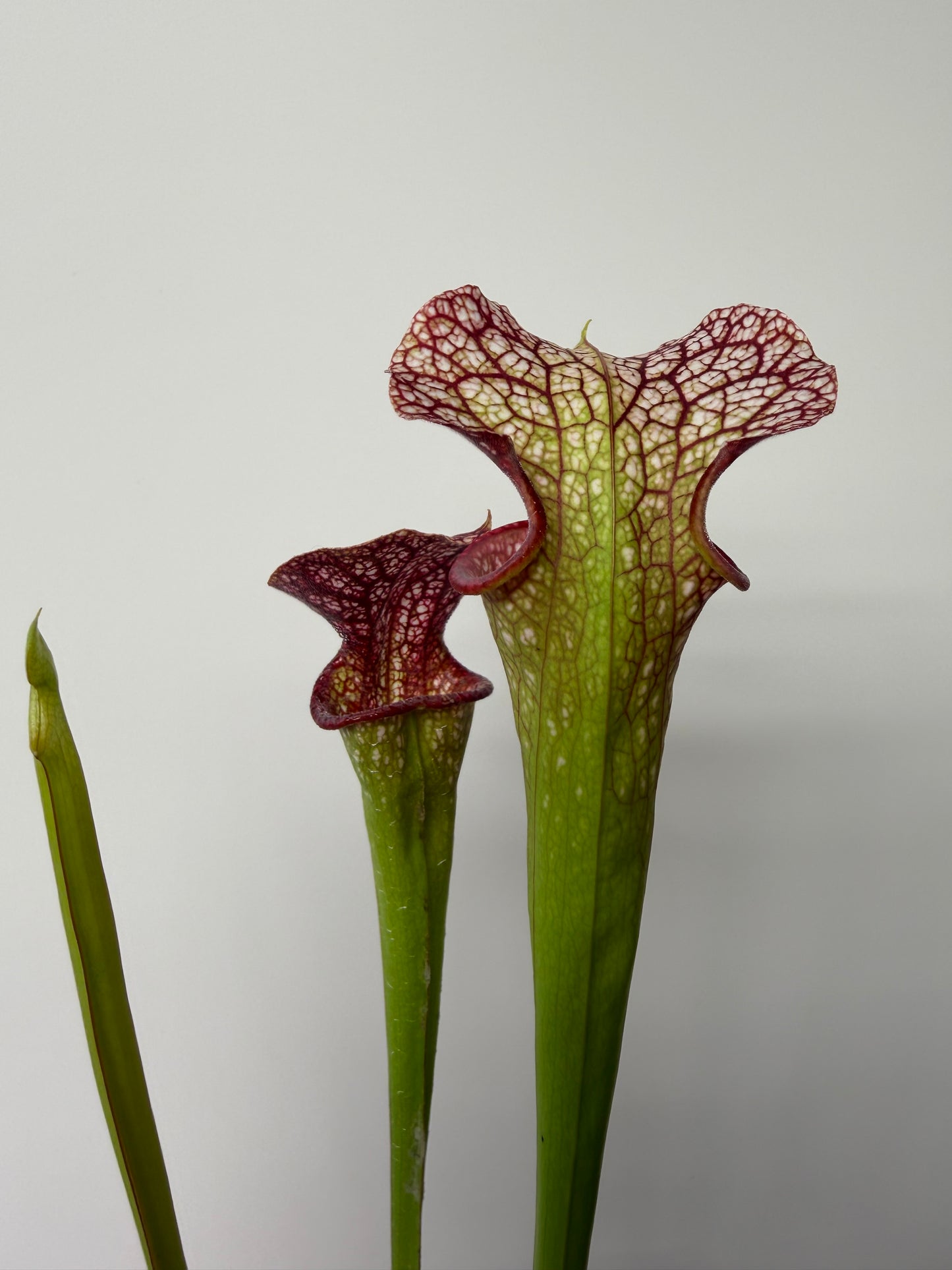 Sarracenia Strawberry Milkshake x Adrian Slack