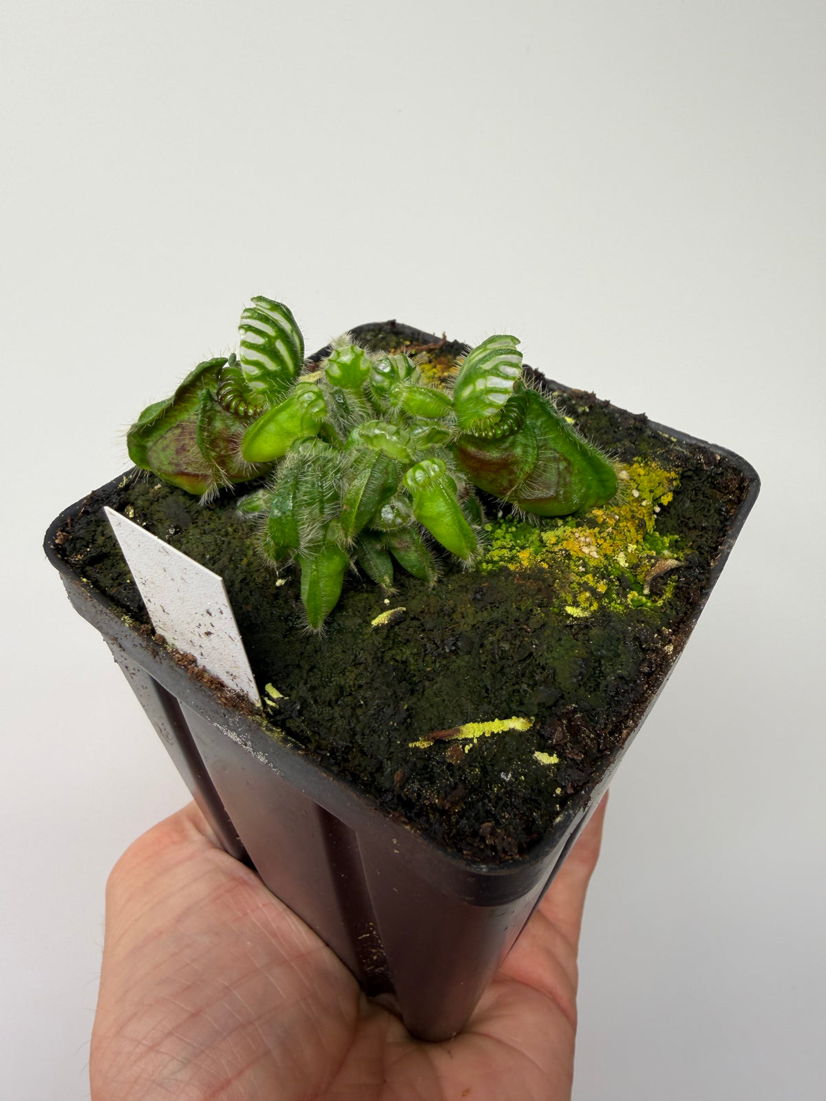 Cephalotus follicularis “Norma” #6