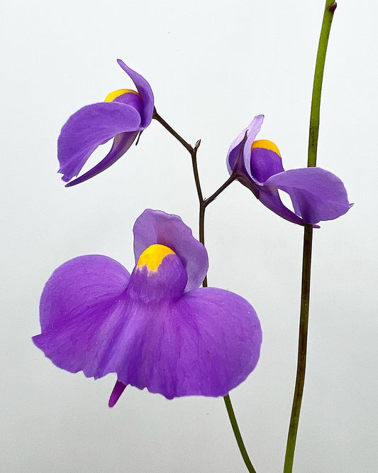 Utricularia longifolia