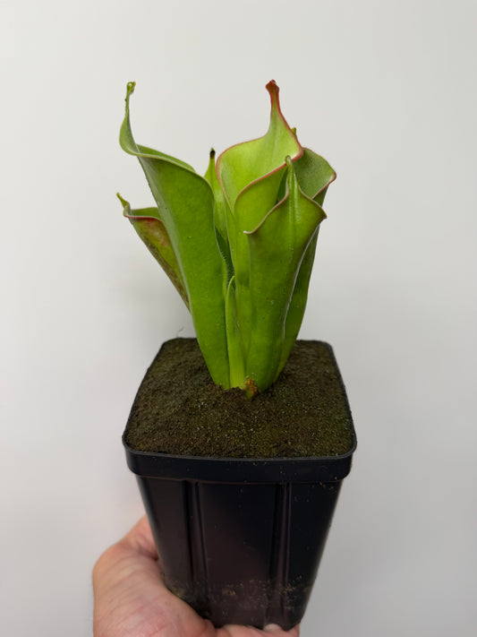 Heliamphora tatei (Cerro Duida)