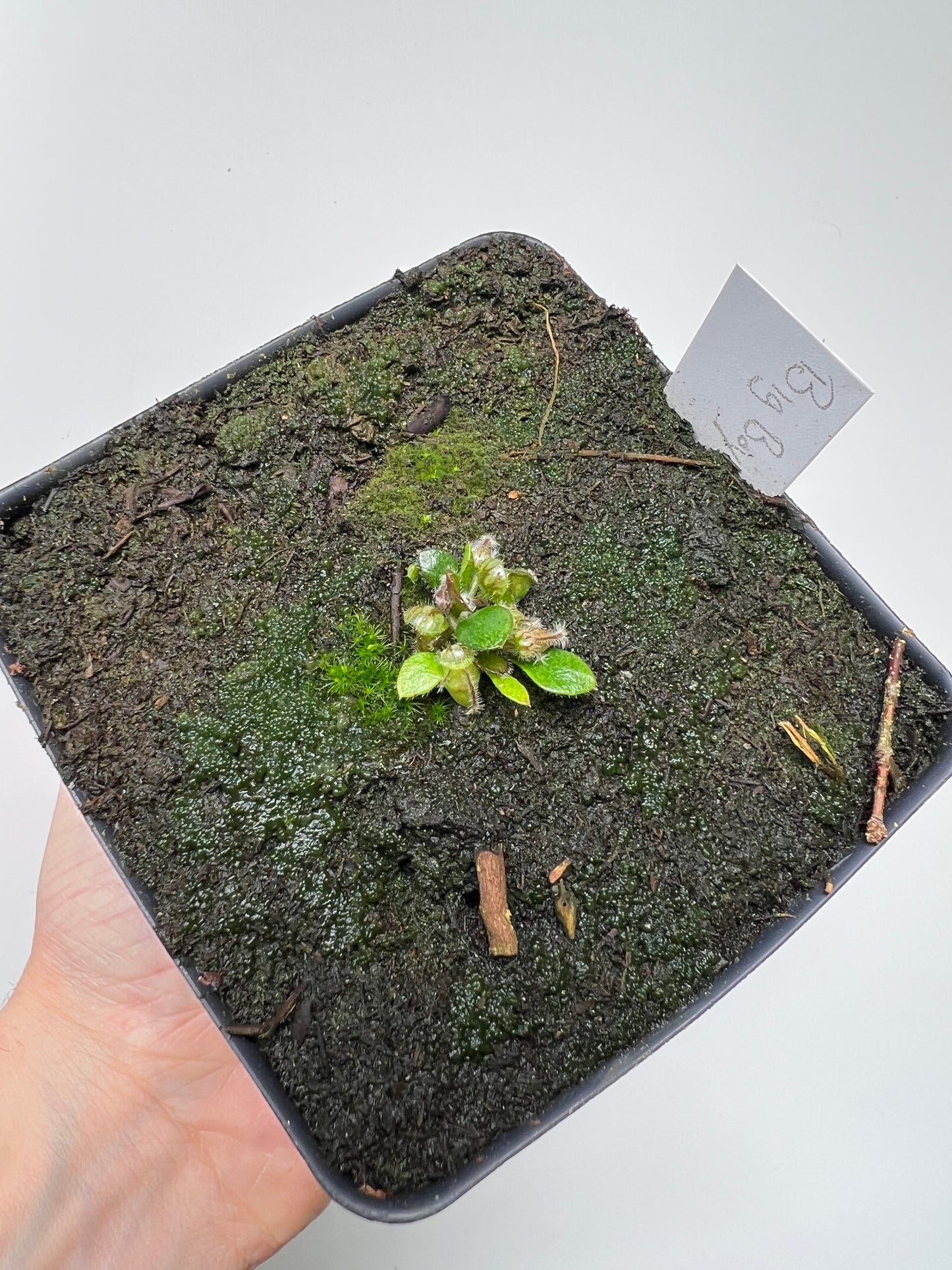 Cephalotus follicularis “Big Boy”