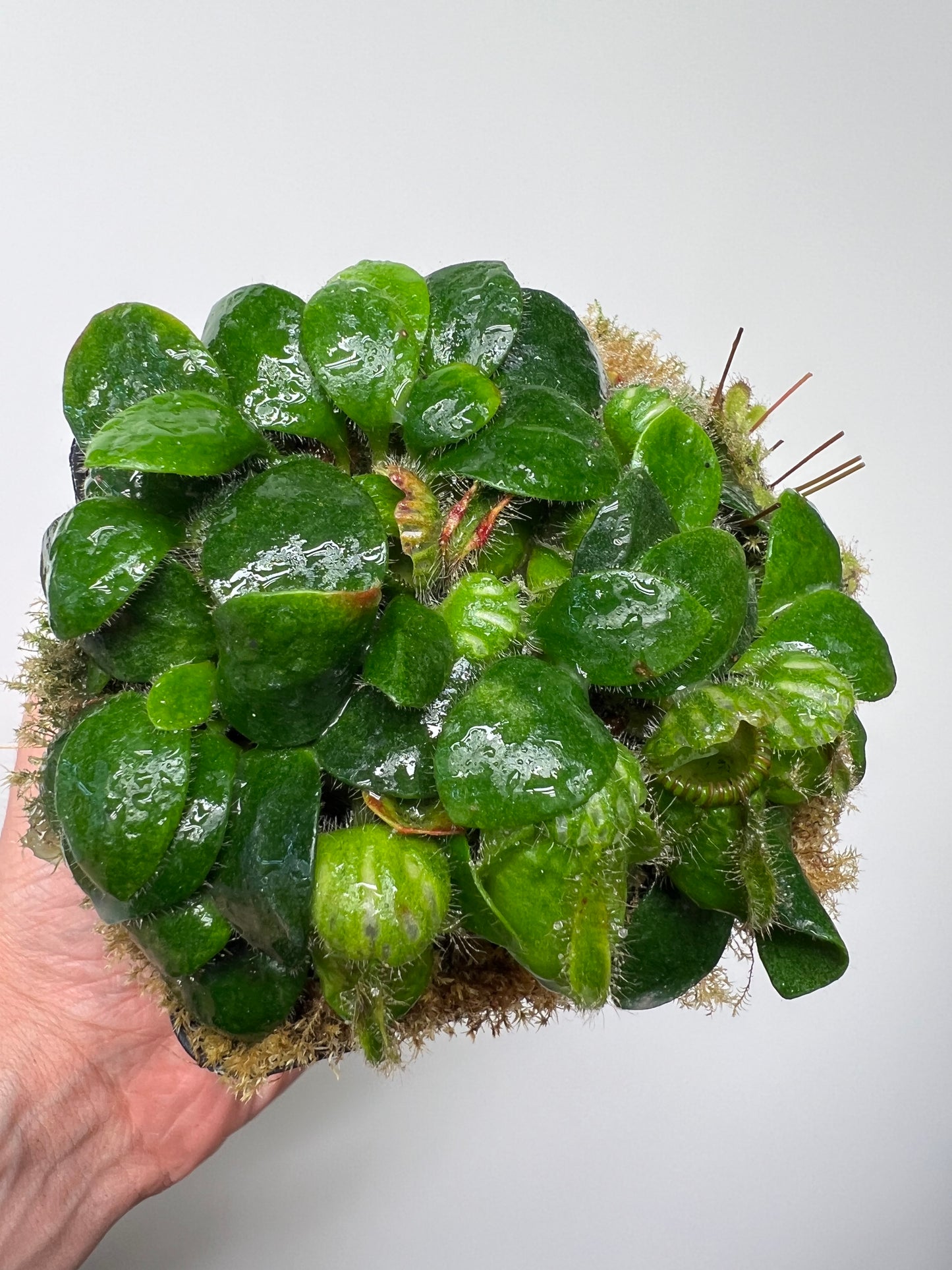 Cephalotus follicularis - Typical #25