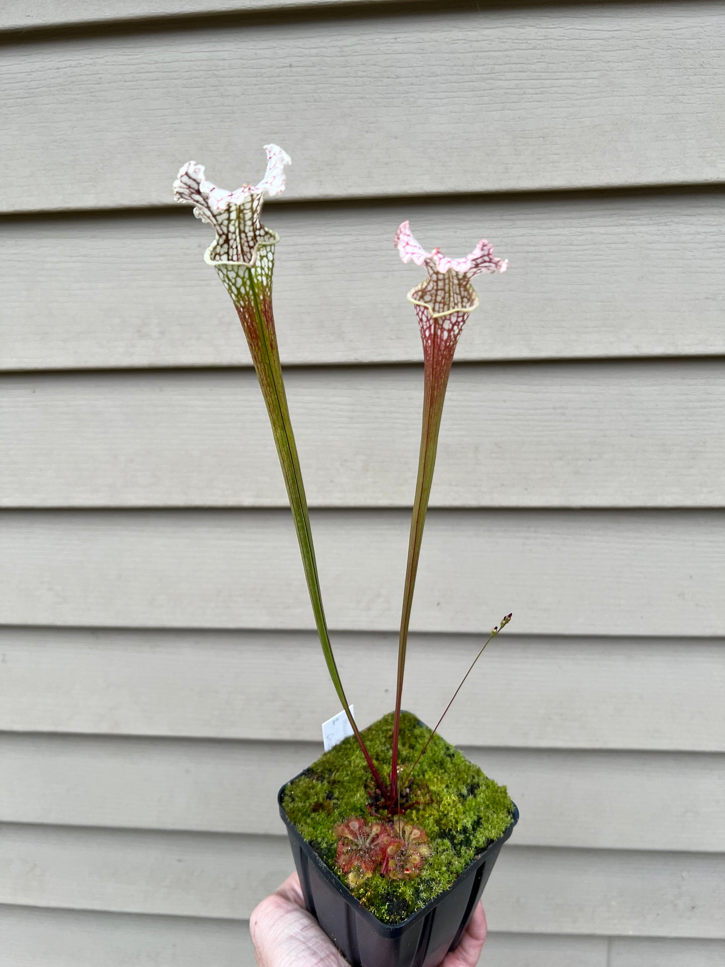 Sarracenia “Hawaiian Ice” x ‘Dragon Queen’ - Seed Grown #1