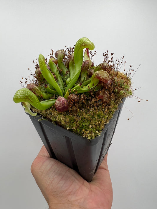 Darlingtonia californica (Cobra Pitcher Plant) - Seed Grown #197