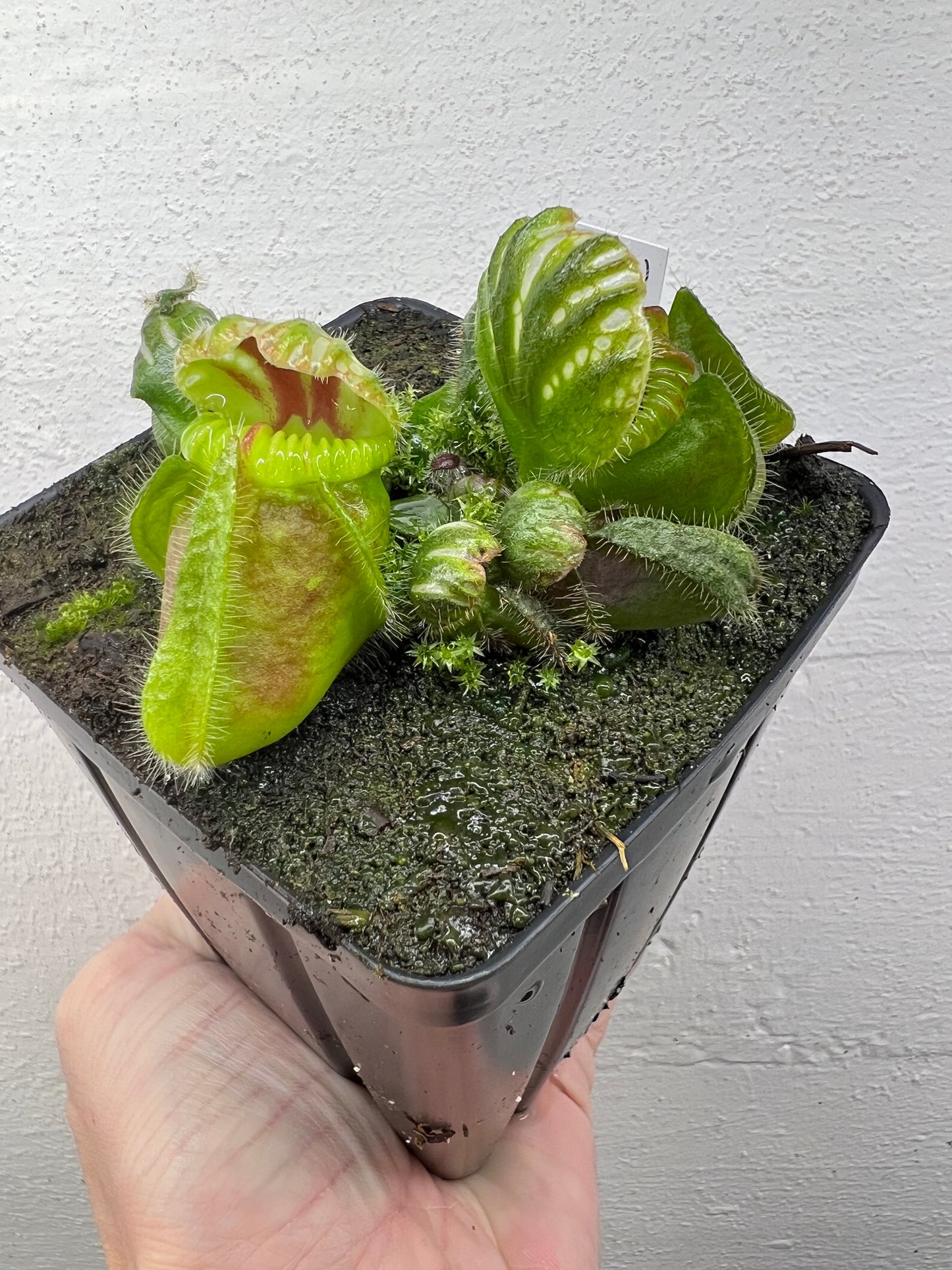 Cephalotus follicularis “Brewers Giant”