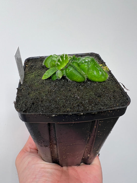 Cephalotus follicularis “Mighty Midget” - *Rare*