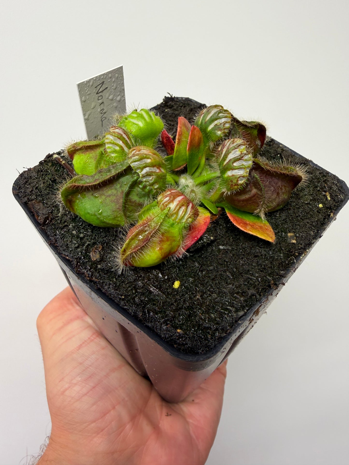 Cephalotus follicularis “Norma”