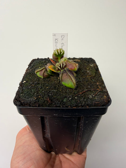 Cephalotus follicularis “Dr. Eberhard König” #4