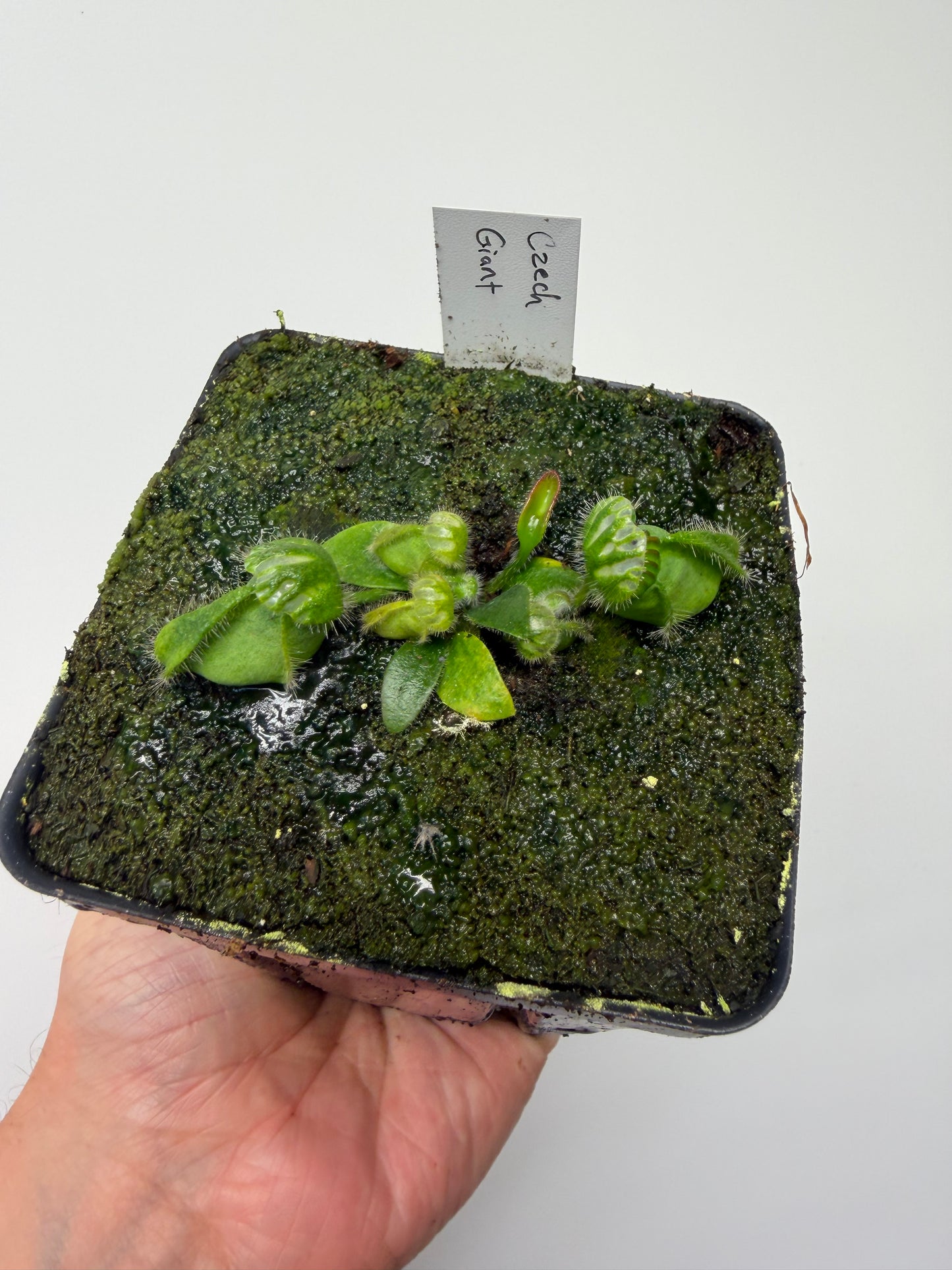 Cephalotus follicularis “Czech Giant”