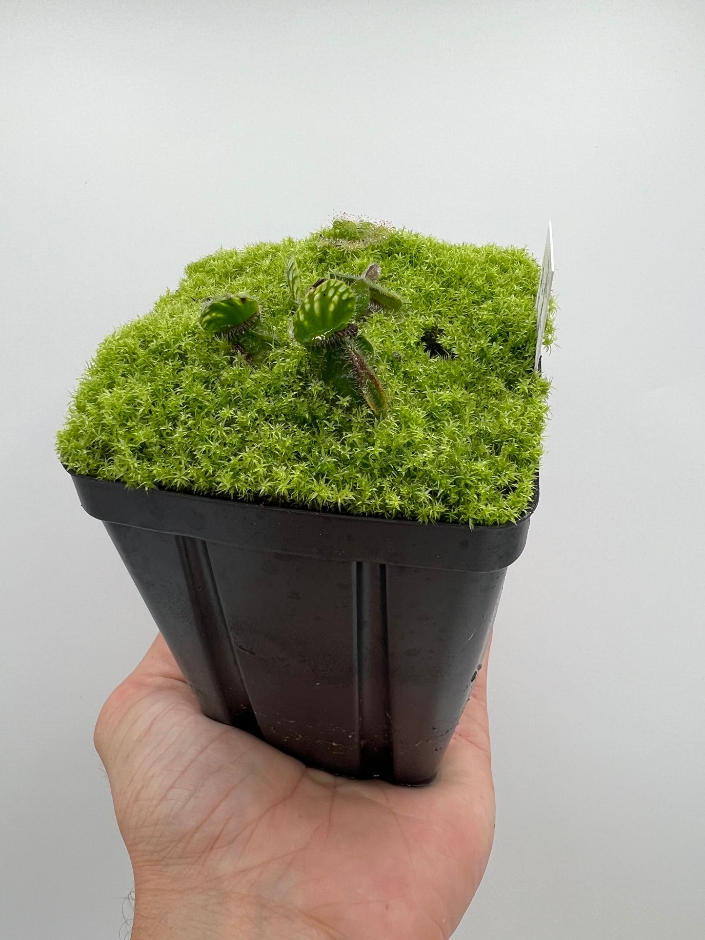 Cephalotus follicularis “Harald Weiner Giant” (aka True Giant) - *Rare*