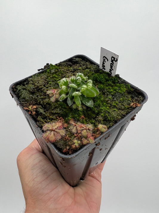 Cephalotus follicularis “Brewers Giant”