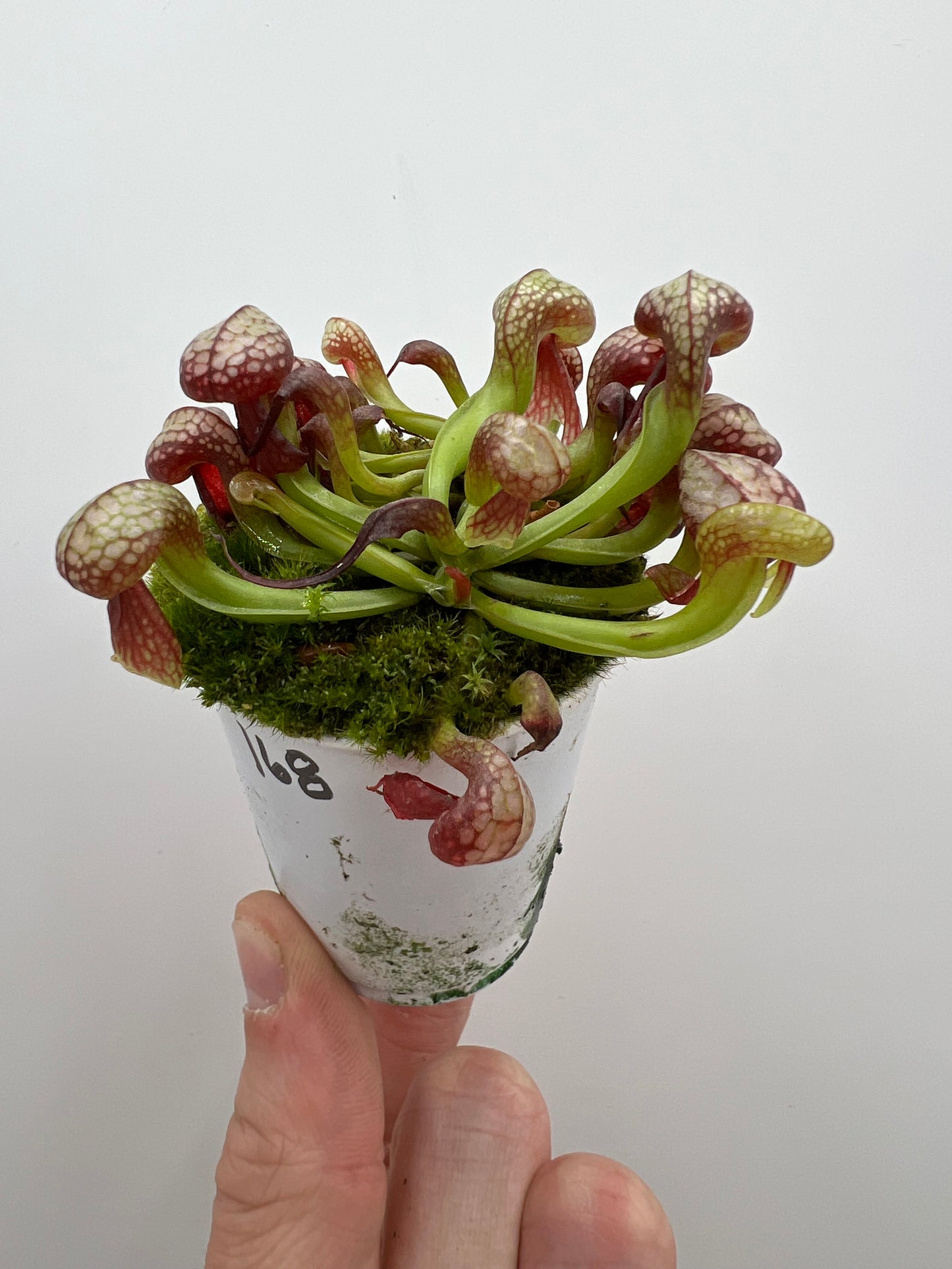 Darlingtonia californica (Cobra Pitcher Plant) - Seed Grown #168