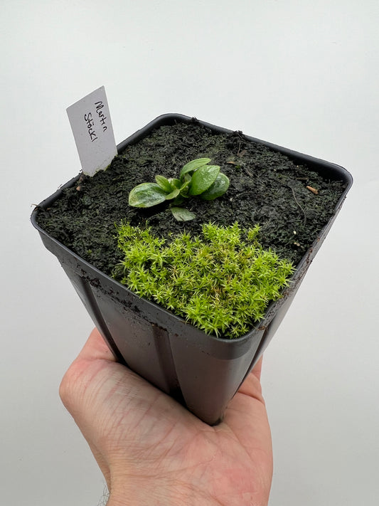 Cephalotus follicularis “Martin Stöckl”