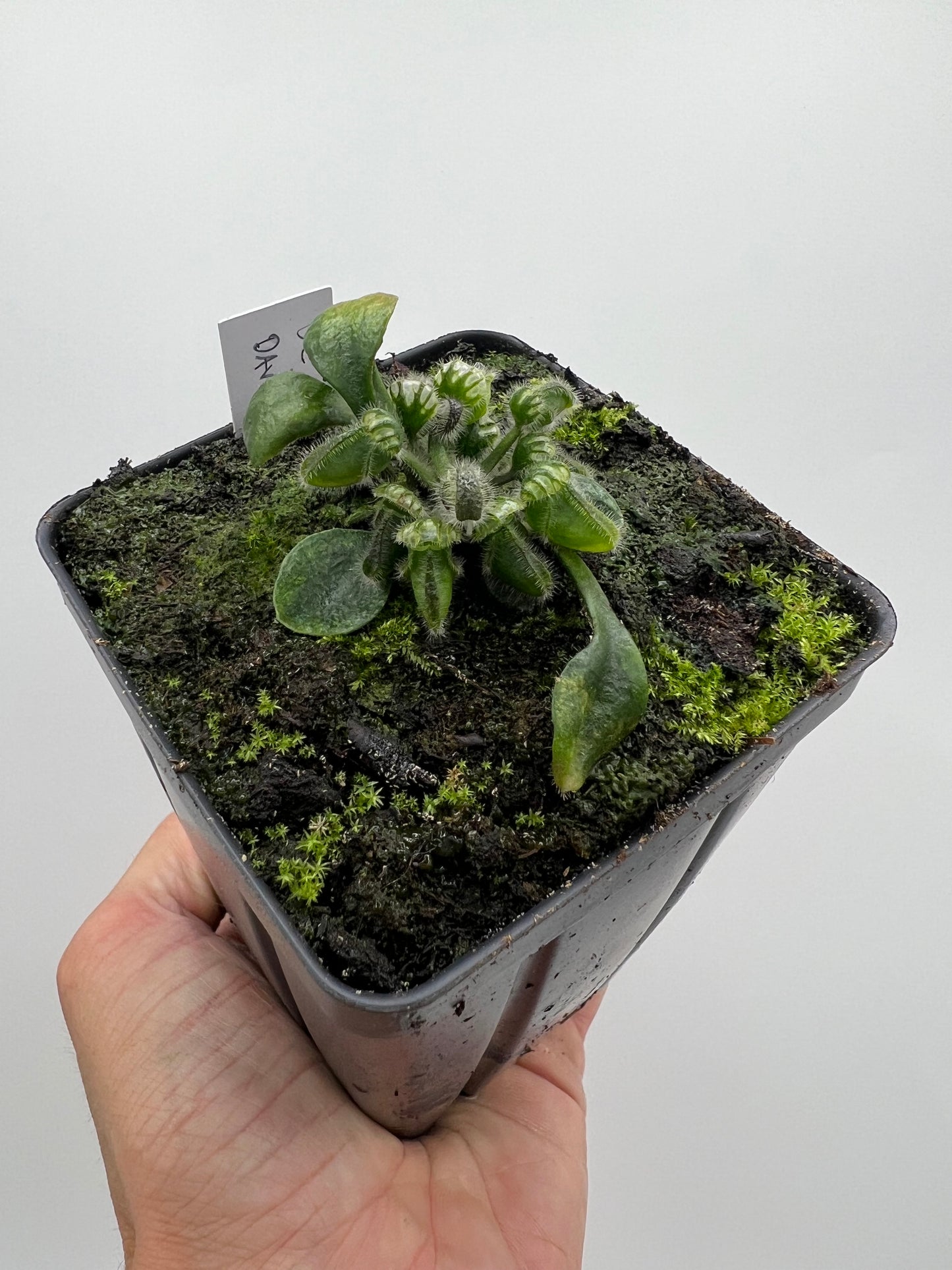 Cephalotus follicularis “UC Davis”