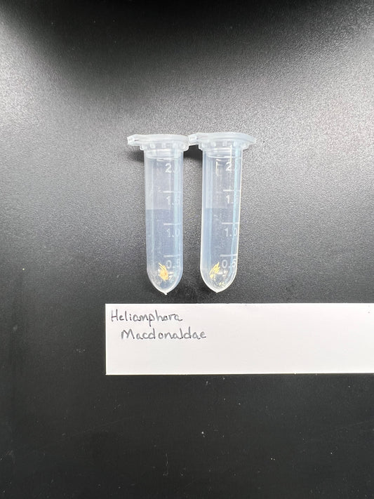 Pollen - Heliamphora macdonaldae - *Rare*