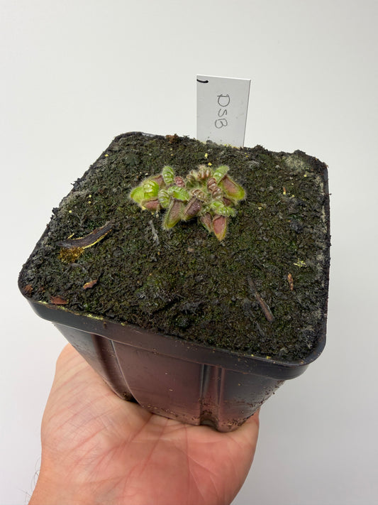 Cephalotus follicularis “David Švarc Black” #1 - *Rare*