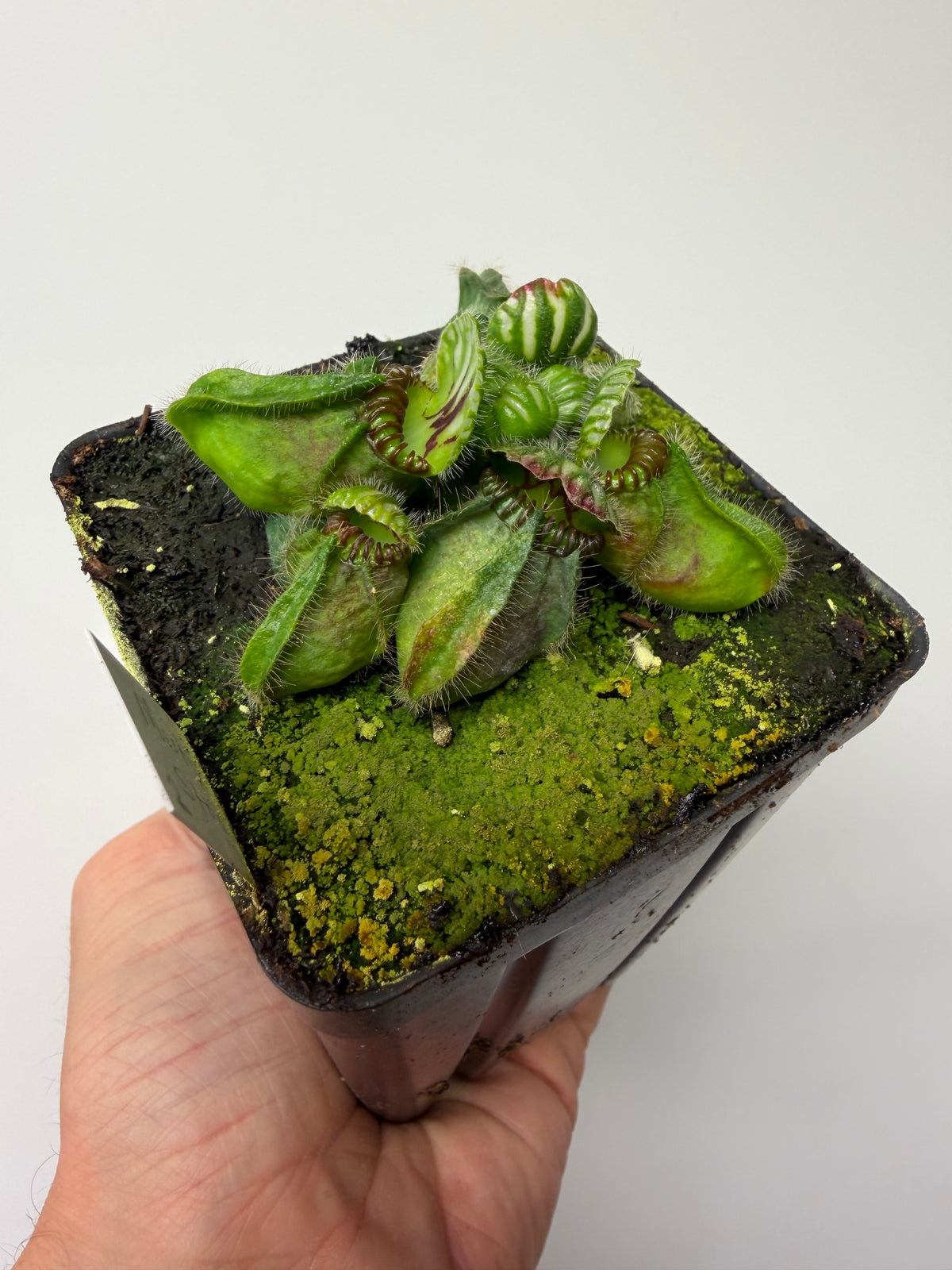 Cephalotus follicularis “Martin Stöckl” #2