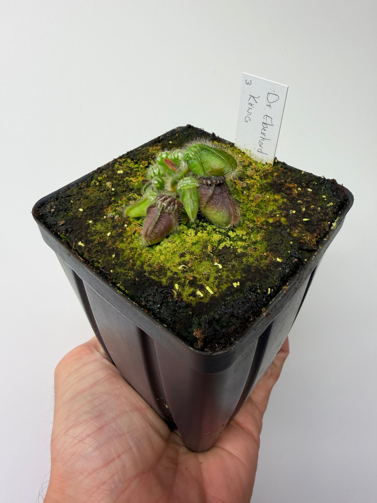 Cephalotus follicularis “Dr. Eberhard König” #3